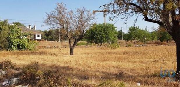 Acheter Terrain 11173 m2 Loule