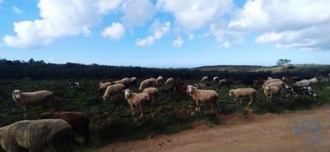 Acheter Terrain 32767 m2 Vila-do-bispo