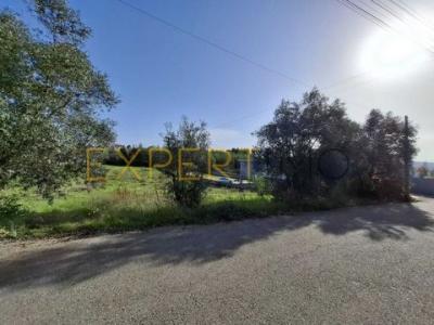 Vente Terrain Anadia SANGALHOS 01 au Portugal