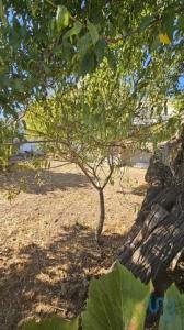 Acheter Terrain Loule rgion FARO