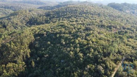 Acheter Terrain 14600 m2 Ferreira-do-zezere