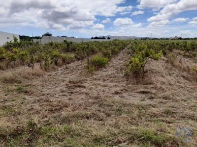 Annonce Vente Terrain Palmela