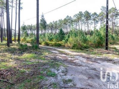 Acheter Terrain 9060 m2 Marinha-grande