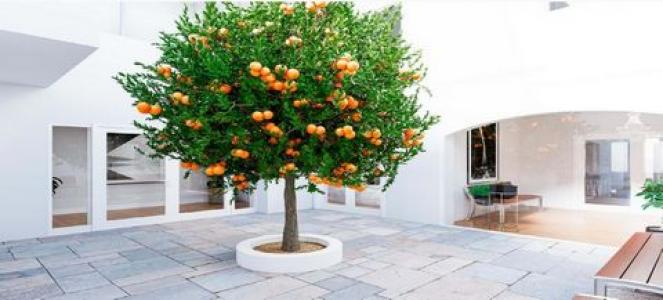 Annonce Vente 2 pices Appartement Vila-real-de-santo-antonio