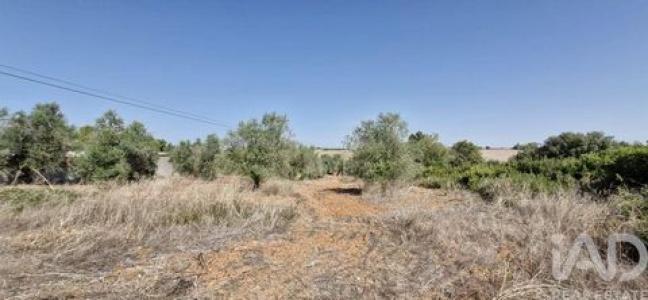 Annonce Vente Terrain Rio-maior