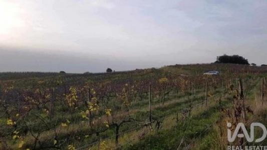 Acheter Terrain 32767 m2 Bombarral