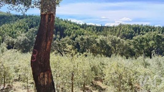 Acheter Terrain 3920 m2 Serta