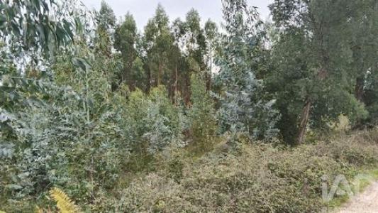 Vente Terrain Pedrogao-grande GRAAA 10