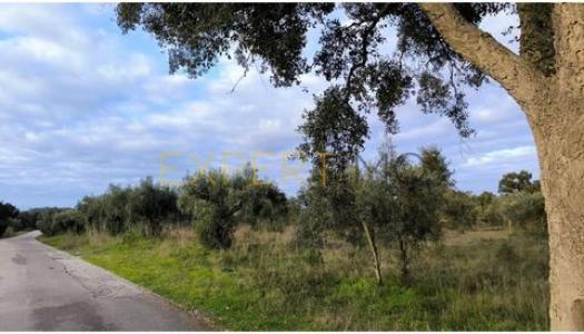 Acheter Terrain 13000 m2 Vila-nova-da-barquinha