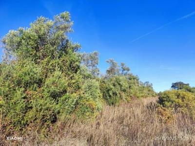 Acheter Terrain Loule rgion FARO