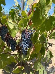 Acheter Terrain 9040 m2 Almeirim