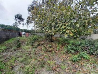 Annonce Vente Terrain Cantanhede