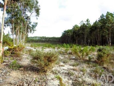 Acheter Terrain Burinhosa rgion LEIRIA