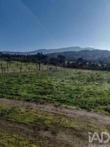 Annonce Vente Terrain Oliveira-do-hospital