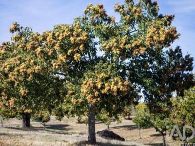 Vente Terrain Oliveira-do-hospital OLIVEIRA-DO-HOSPITAL-E-SA�O-PAIO-DE-GRAMAA�OS 06 au Portugal