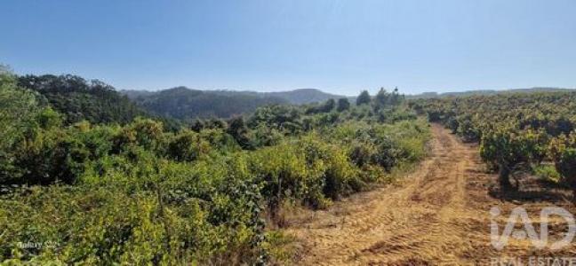 Acheter Terrain 24301 m2 Mafra