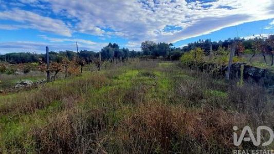 Acheter Terrain Andorinha r�gion COIMBRA