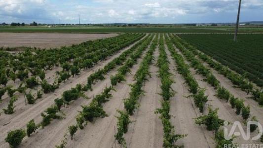 Annonce Vente Terrain Almeirim