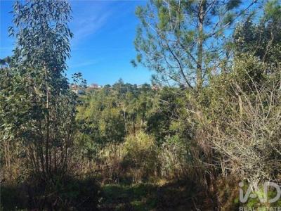 Acheter Terrain 4312 m2 Mafra