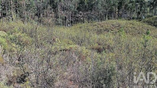 Acheter Terrain Macao r�gion SANTAREM