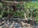 Annonce Vente Terrain TAVIRA