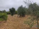 Acheter Terrain ANDORINHA rgion COIMBRA