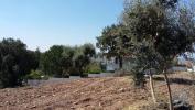 Acheter Terrain CHAMUSCA rgion SANTAREM