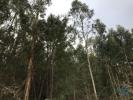 Vente Terrain POMBAL 3100