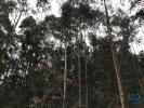 Acheter Terrain POMBAL rgion LEIRIA