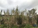 Vente Terrain POMBAL 3100