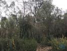 Acheter Terrain POMBAL rgion LEIRIA
