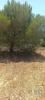 Acheter Terrain 5320 m2 OLHAO