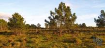 Acheter Terrain 32767 m2 VILA-DO-BISPO