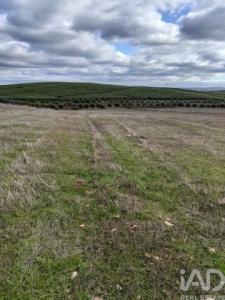 Acheter Terrain Beja r�gion BEJA