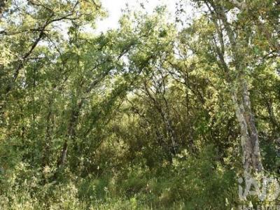 Acheter Terrain 5960 m2 Ferreira-do-zezere