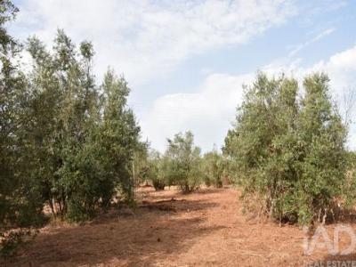 Acheter Terrain 1040 m2 Ferreira-do-zezere