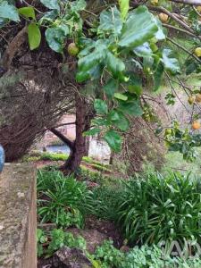 Acheter Maison 76 m2 Alcobaca