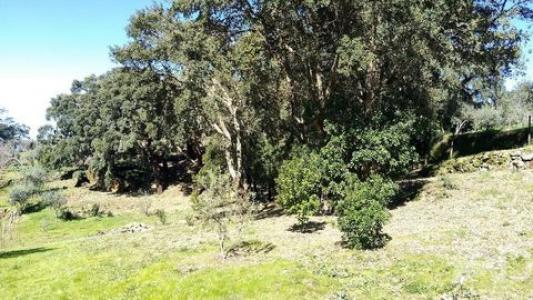 Acheter Terrain Serta r�gion CASTELO-BRANCO