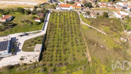 Annonce Vente Terrain Bombarral