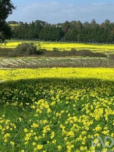 Acheter Terrain Palmela r�gion SETUBAL