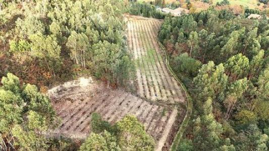 Annonce Vente Terrain Cabeceiras-de-basto