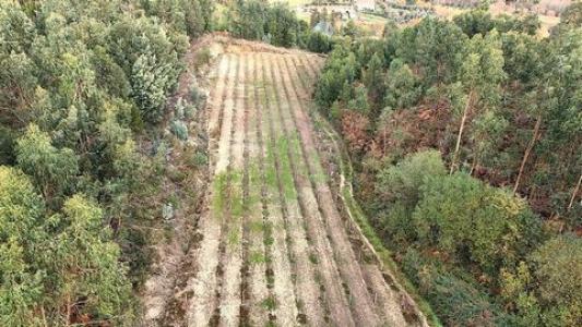 Acheter Terrain Cabeceiras-de-basto r�gion BRAGA