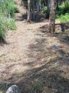 Acheter Terrain Braga r�gion BRAGA