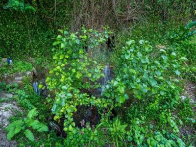 Acheter Terrain Amares