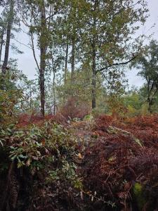 Acheter Terrain 4700 m2 Barcelos