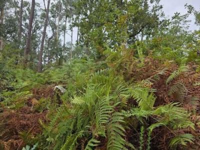 Acheter Terrain Barcelos r�gion BRAGA