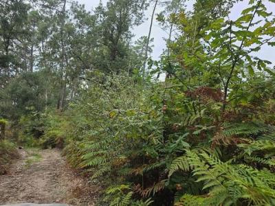 Annonce Vente Terrain Barcelos