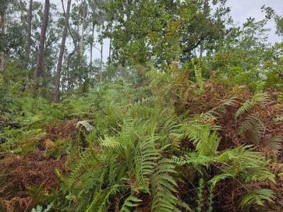 Acheter Terrain Barcelos r�gion BRAGA