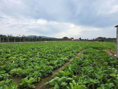 Annonce Vente Terrain Barcelos