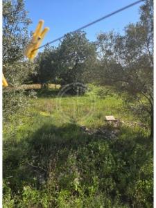 Acheter Terrain Faro r�gion FARO